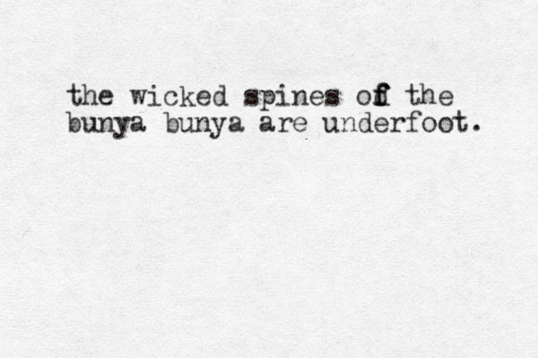 the wicked spines od f f f the bunya bunya are underfoot. 