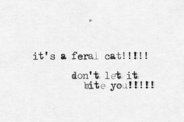 it's a feral cat!!!!! don't let it bite you!!!!! 