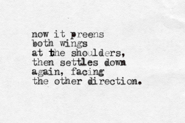 now it preens both wings at rhe t t shoulders, the settles n down again , facing the other direction. 