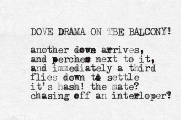 DOVE DRAMA ON TBE BALCONY! another down ve arrives, and oerches p next to it, and immediately a third flies down ti s o ettle it's hash! the mate? chasing off an interloper! ? 