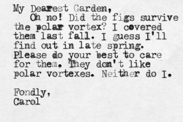 My Dearest Garden, Oh no! Did the figs survive the polar vortex? I covered them last fall. I guess I'll find out in late spring. Please do your best to care for them. They don't like polar vortexes. Neither do I. Fondly, Carol