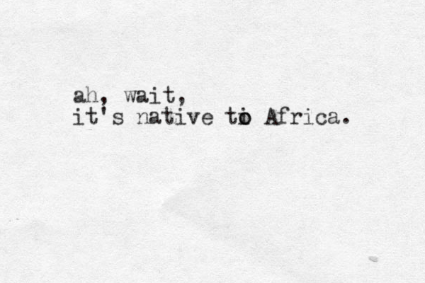 ah, wait, it's native ti o o Africa. 