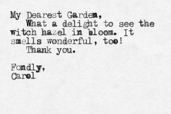 My Dearest Garden, What a delight to see the witch hazel in bloom. It smells wonderful, too! Thank you. Fondly, Carol 