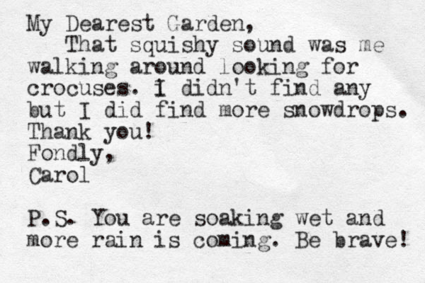 My Dearest Garden, That squishy sound was me walking around looking for crocuses. i I didn't find any but I did find more snowdrops. Thank you! Fondly, Carol P.S. You are soaking wet and more rain is coming. Be brave! 