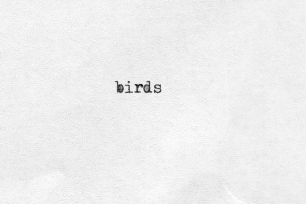 birds
