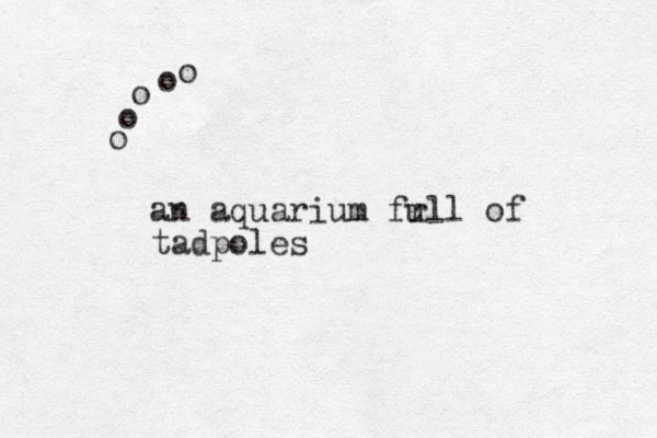 o o o o o an aquarium fr ull of tadpoles