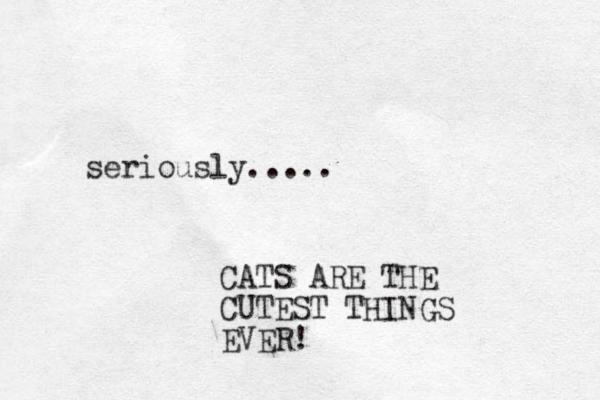 seriously..... CATS ARE THE CUTEST THINGS EVER!