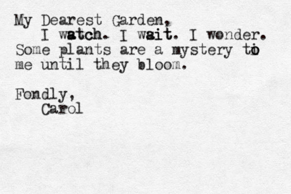 My Dearest Garden, I wstch a atch. I wsit a ait. I wonder. Some plants are a mystery ti o o o me until they bloom. Fondly, Carol