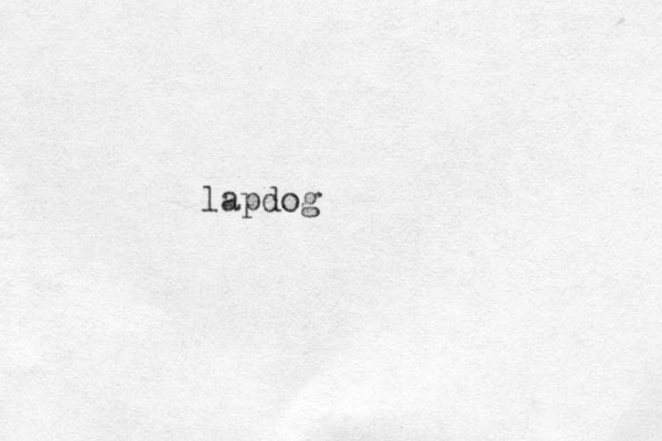 lapdog