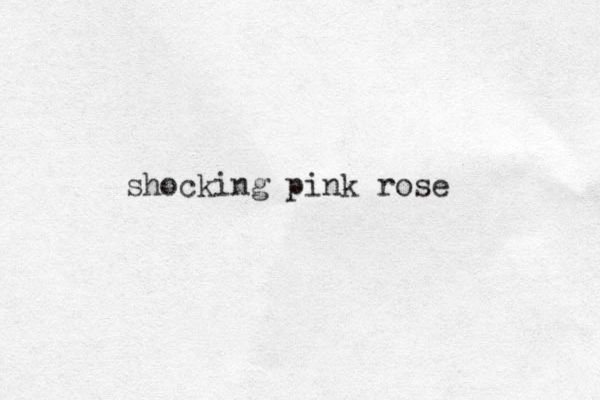 shocking pink rose