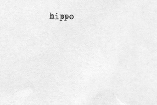 hippo