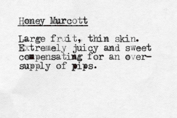 Honey Murcott _____________ Large fruit, thin skin. Extremely juicy and sweet compensating for an over- supply of pips. 