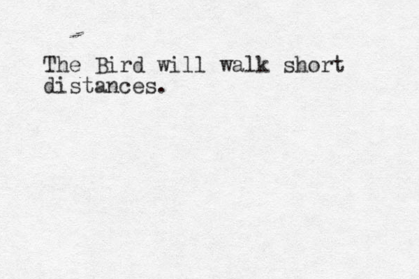 The Bird will walk short distances. 