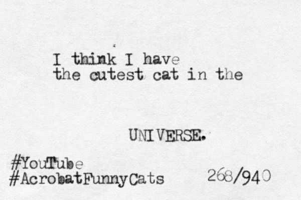 I think I have the cutest cat in the UNIVERSE. #YouTube #AcrobatFunnyCats 268/940 