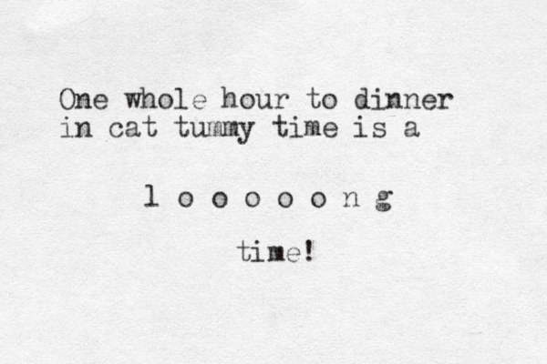 One whole hour to dinner in cat tummy time is a l o o o o o n g time! 