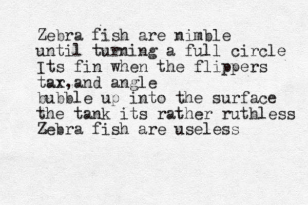 Zebra fish are nimble until turning a full circle Its fin when the flippers tur ax and angle , bubble up into the surface the tank its rather ruthless Zebra fish are useless 