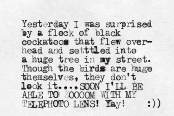Yesterday I was surprised by a flock of black cockatoos that flew over- head and setttled into a huge tree in my street. Though the birds are huge themselves, they don't look it....SOON I'LL BE ABLE TO ZOOOOM WITH MY TELEPHOTO LENS! Yay! :)) 
