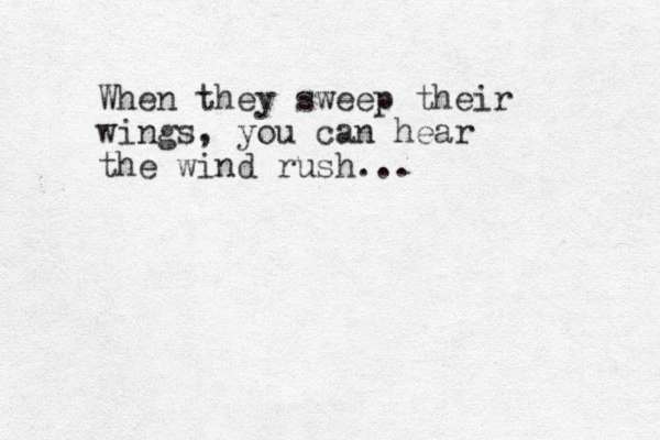 When they sweep their wings, you can hear the wind rush...