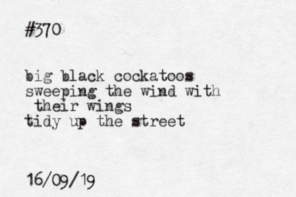 #370 big black cockatoos sweeping the wind with their wings tidy up the street 16/09/19