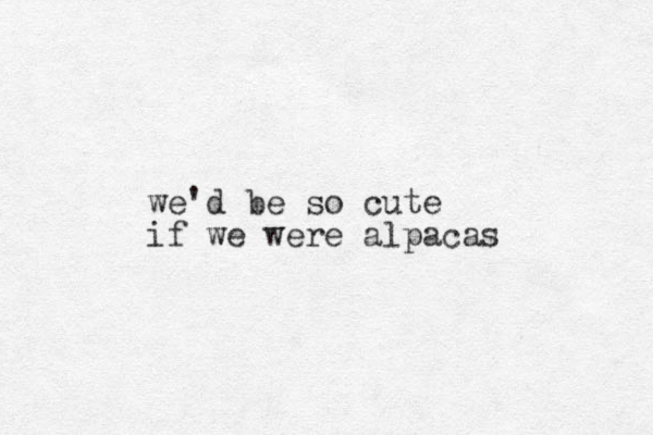 we'd be so cute if we were alpacas