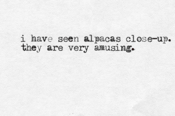 i have seen alpacas close-up. they are very amusing. 