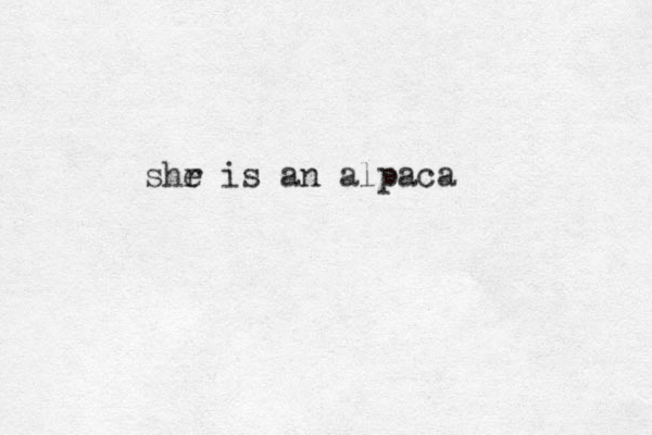 shr e is an alpaca