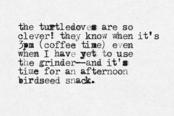 the turtledoves are so clever! they know when it's 3pm (coffee time) even when I have yet to use the grinder --and it's time for an afternoon birdseed snack.