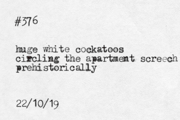 #376 huge white cockatoos circling the apartment screech prehistorically 22/10/19