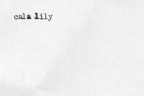 cala lily