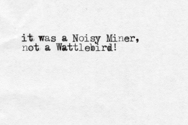it was a oisy N Miner, not a Wattlebird! 