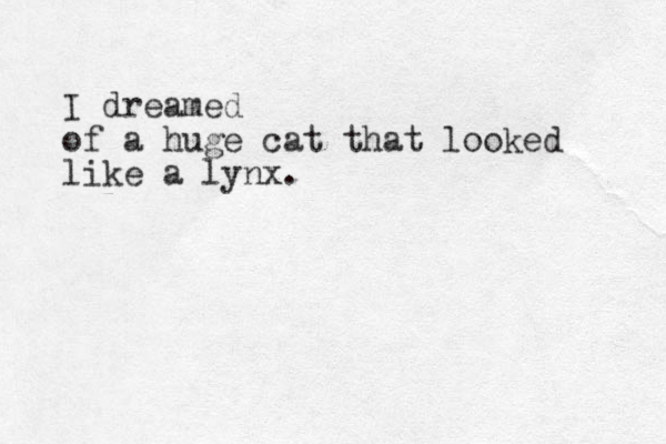 I dreamed of a huge cat that looked like a lynx. 