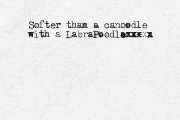 Softer than a canoodle with a LabraPoodla e eaa- xxx xxxxa x