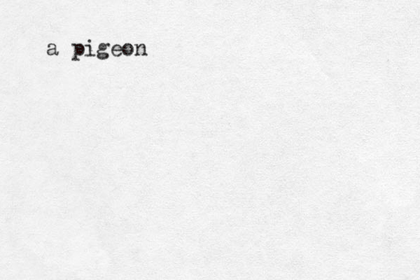 a pigeon