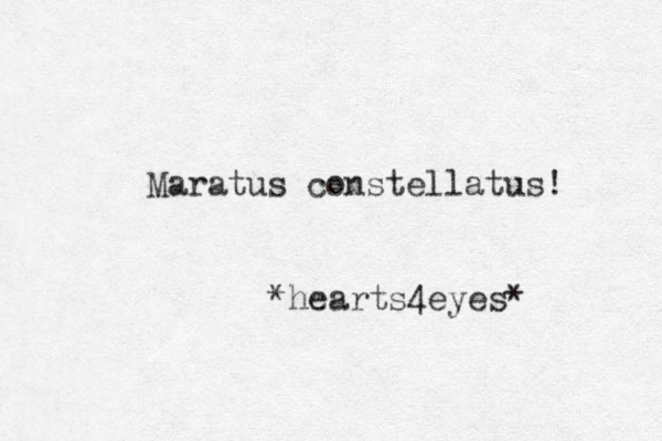Maratus constellatus! *hearts4eyes* 