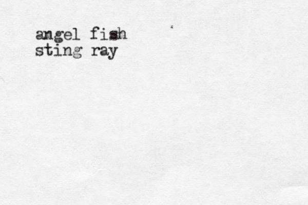 angel fish sting ray