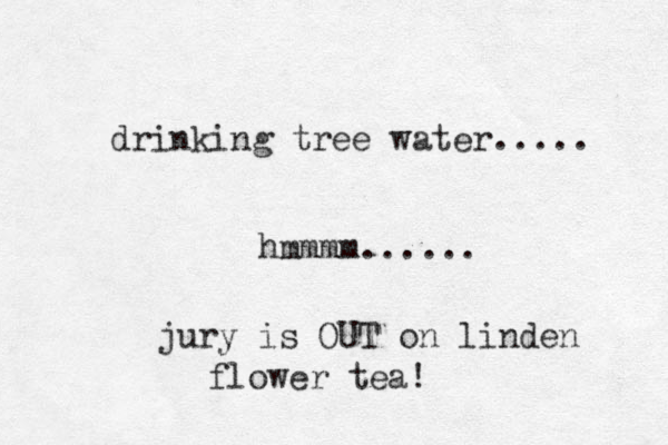 drinking tree water..... hmmmm...... jury is OUT on linden flower tea! 