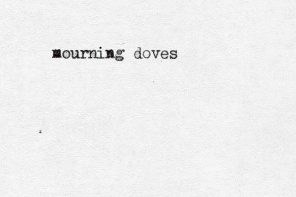 mourning doves