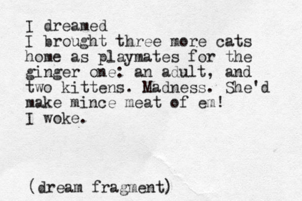 I dreamed I brought three more cats home as playmates for the ginger one: an adult, and two kittens. Madness. She'd make mince meat of em! I woke. (dream fragment)