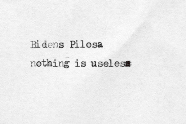 Bidens Pilosa nothing is useless 