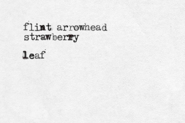 flint arrowhead strawberry leaf