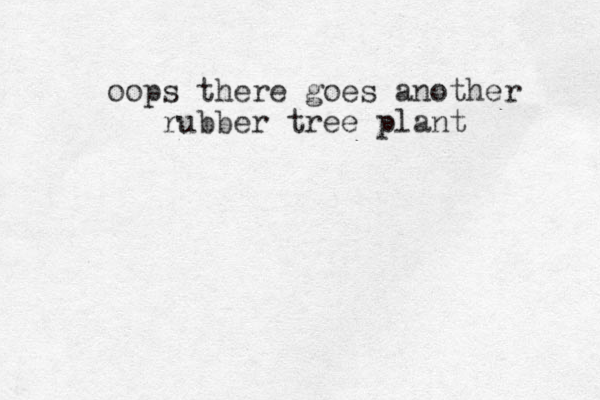 oops there goes another rubber tree plant 