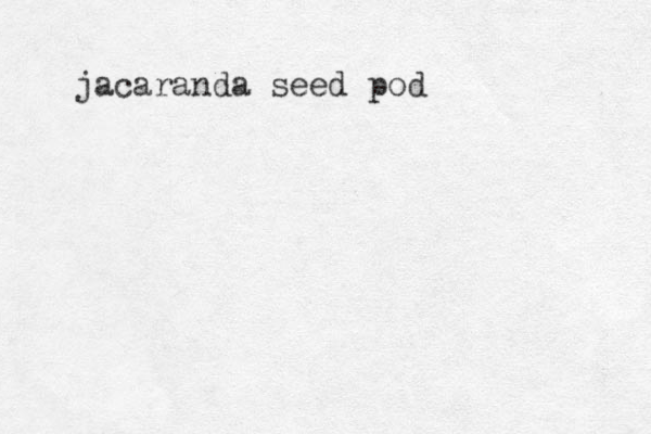 jacaranda seed pod