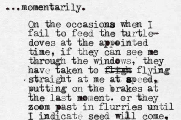 On the occasiona s s when I fail to feed the turtle- doves at the appointed time, if they can see me through the windows, they have taken to fligh ===== flying straight at me at ap s s s eed, putting on the brakes at the last moment. or they zoom past in flurries until i I indicate seed will come. , ...momentarily. 