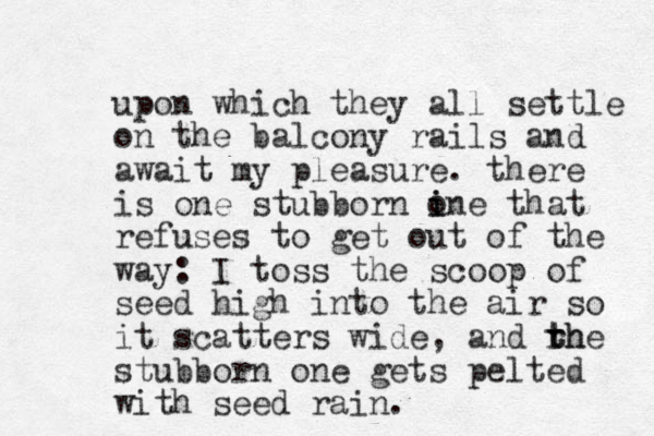 upon which they all settle on the balcony rails and await my pleasure. there is one stubborn ine that o i refuses to get out of the way: I toss the scoop of seed high into the air so it scatters wide, and rh t the stubborn one gets pelted with seed rain. 