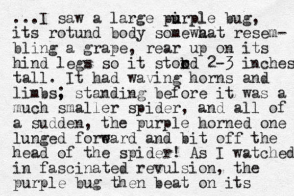 ...I saw a large pirple u u bug, its rotund body somewa hat resem- bling a grape, rear up on its hind legs so it stord o k o 2-3 inches tall. It had waving horns and limbs, ; standing before it was a much smaller spider, and all of a sudden, the purple horned one lunged foreard w w and bit off the head of the spider! As I watched in fascinated revulsion, the purple bug then beat on its 
