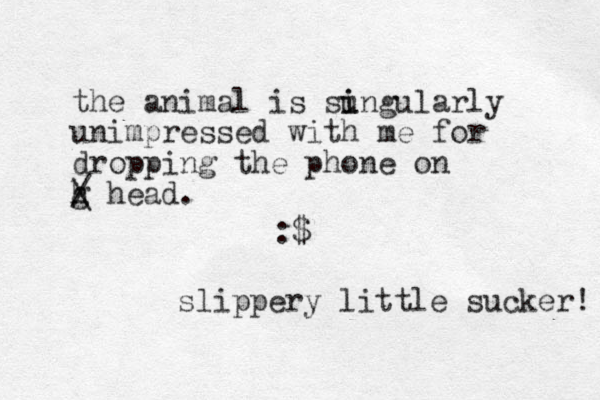 the animal is su i ingularly unimpressed with me for dropping the phone on g h \ / head. :$ slippery little sucker! 