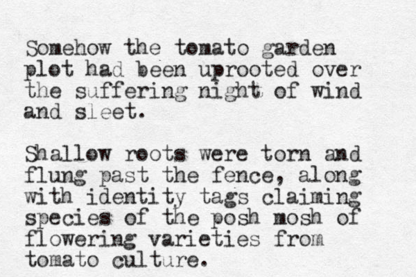 Somehow the tomato garden plot had been uprooted over the suffering night of wind and sleet. Shallow roots were torn and flung past the fence, along with identity tags claiming species of the posh mosh of flowering varieties from tomato culture. 