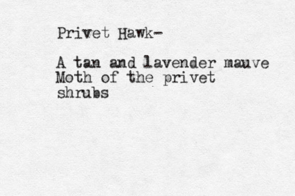Privet Hawk- A tan and lavender mauve Moth of the privet shrubs 