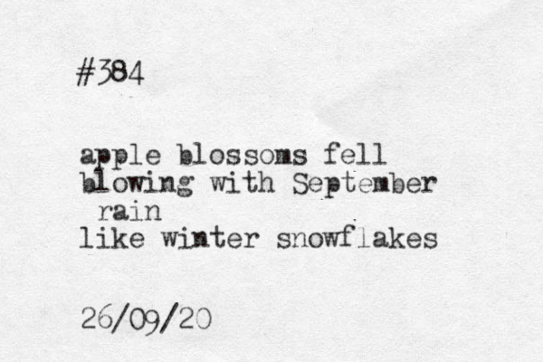 #384 apple blossoms fell blowing with September rain like winter snowflakes 26/09/20