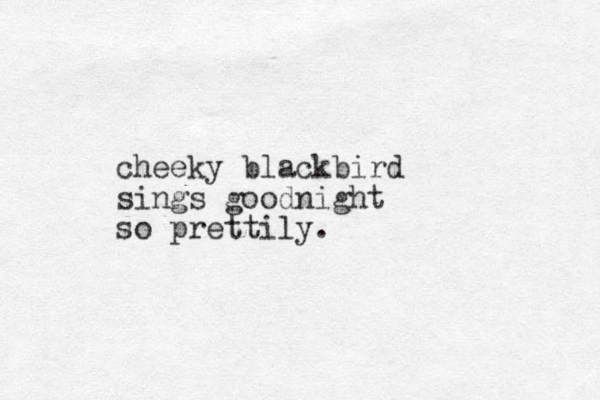 cheeky blackbird sings goodnight so prettily.